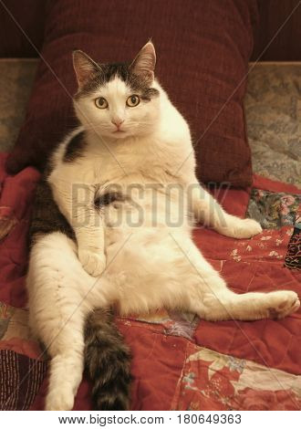 male tom cat laying on pillow bed with belly stomack up wash himselt