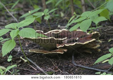 Ganoderma applanatum mushroom close up shot outdoors