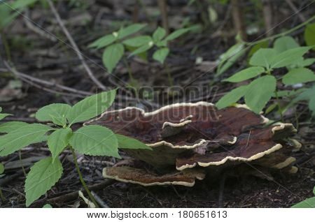 Ganoderma applanatum mushroom close up shot outdoors