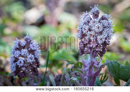 Close-up Shot Of Flowering Butterbur