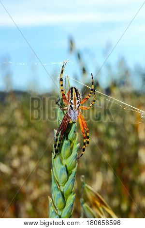 Aculepeira Is A Genus Of Spiders In The Araneidae Family. It Was First Described In 1942 By Chamberl