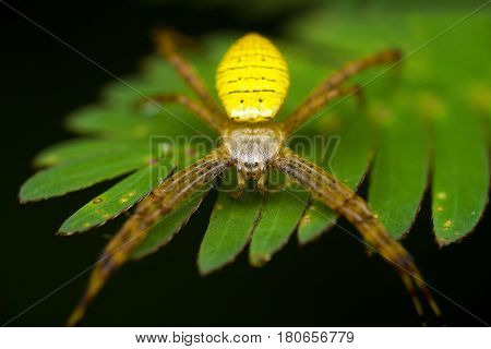 Argiope Aemula Is A Species Of Spider In The Family Araneidae, Found From India To The Philippines,