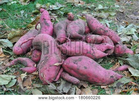 Sweet Potato Harvest with Autumn Background. Organic Vegetables Farming.