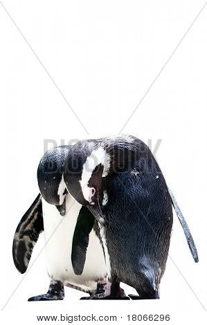 Güneşli muhafaza içinde oturan iki humboldt penguen (Spheniscus humboldti).