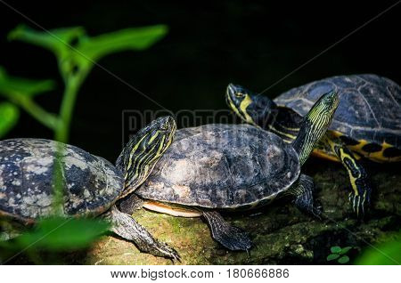 Photo of yellow headed California Turtles. The yellow-bellied slider is a land and water turtle belonging to the family.