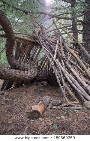 a shot of a wooden shelter made around a tree