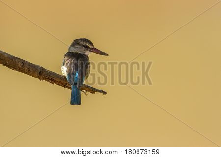 Brown-hooded kingfisher in Kruger national park, South Africa ; Specie Halcyon albiventris family of Alcedinidae