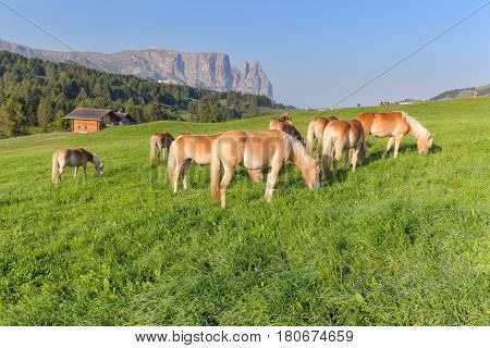 Herd of Haflinger horses grazing on idyllic alpine meadow at sunny morning in the Dolomites Italy.
