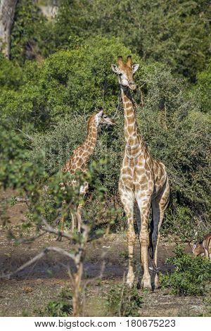 Giraffe in Kruger national park, South Africa ; Specie Giraffa camelopardalis family of Giraffidae
