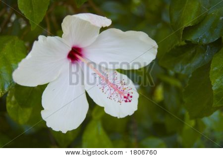 Kwiat Hibiscus biały