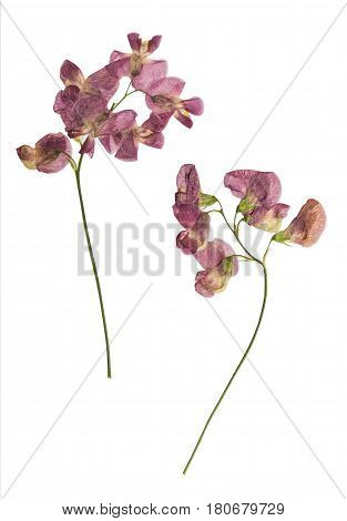 Pressed and dried lathyrus vernus. Isolated on white background. For use in scrapbooking pressed floristry (oshibana) or herbarium.