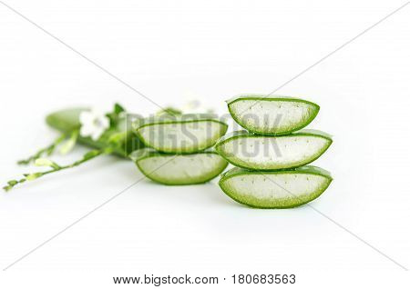 Aloe Vera very useful herbal medicine for skin treatment and use in spa for skin care.