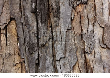 Tree bark texture nature wallpaper and background