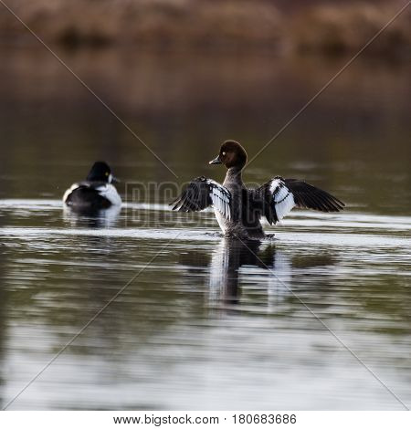 Small loon swimming in a little lake in Sweden 8 april 2017