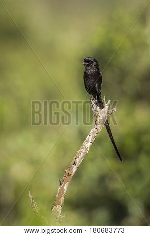 Magpie shrike in Kruger national park, South Africa ; Specie Urolestes melanoleucus family of Laniidae