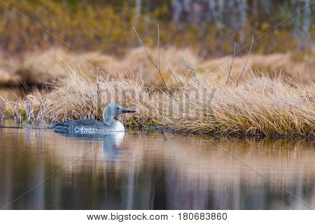 Small loon swimming in a little lake in Sweden 8 april 2017
