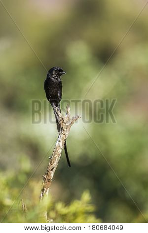 Magpie shrike in Kruger national park, South Africa ; Specie Urolestes melanoleucus family of Laniidae