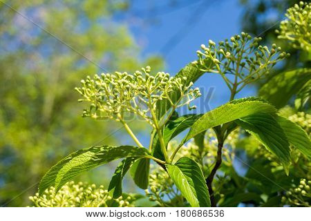 Japanese snowball in spring. Blooming plants in sunlight