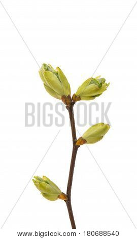 Bud with cherry flower isolated on white background