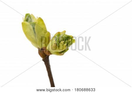 Bud with cherry flower isolated on white background