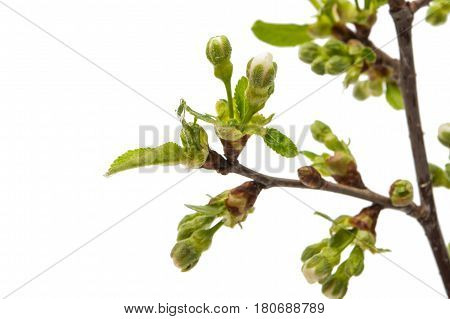 Bud with cherry flower isolated on white background