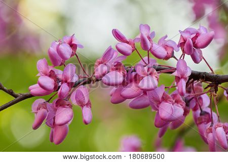 Redbud Siliquastrum In Bloom In The Garden