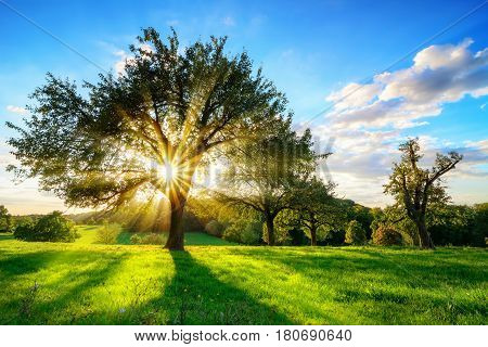 The sun shining through a tree on a green meadow a vibrant rural landscape with blue sky before sunset