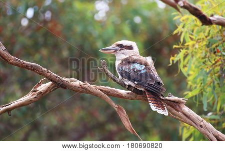 A beautiful kookaburra sitting on a branch