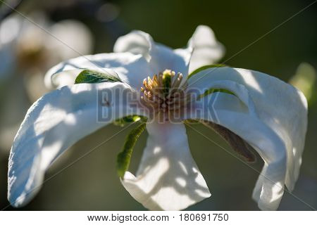 Macro shot of a Beautiful White magnolie flower