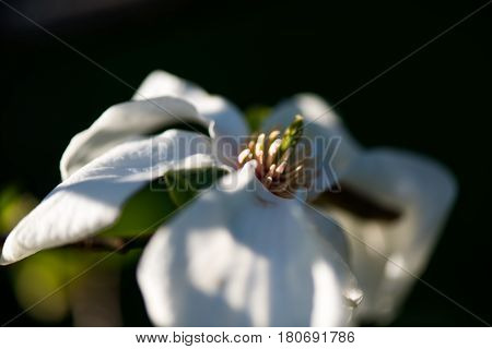 Macro shot of a Beautiful White magnolie flower
