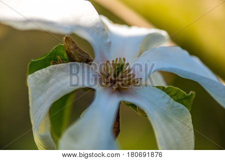 Macro shot of a Beautiful White magnolie flower