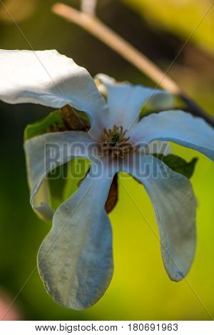 Macro shot of a Beautiful White magnolie flower