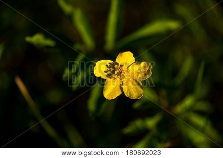 Beautiful yelow flower , Anemone ranunculoides in nature