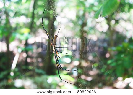 A small spider sitting on a big spider in a web