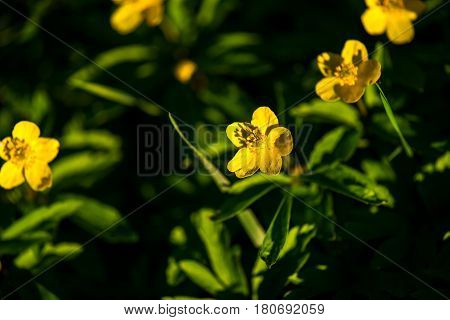 Beautiful yelow flower , Anemone ranunculoides in spring