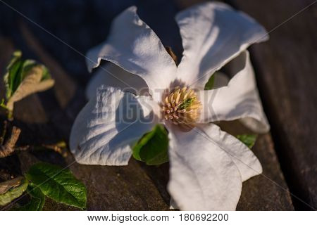 Macro shot of a Beautiful White magnolie flower