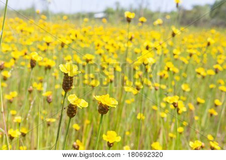Xyris Indica Yellow Flowers In Paddy Field On Bright Day