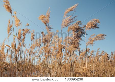 the reeds near the lake in the spring