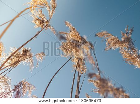the reeds near the lake in the spring. Bottom view