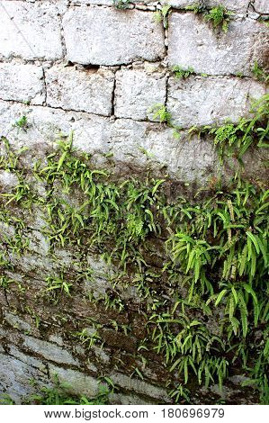 Gray stone wall with green fern vertical view