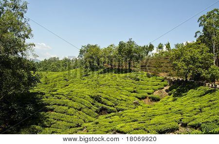 Tea kasvit
