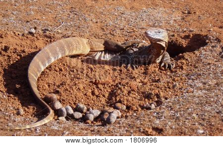 Australische Varanus