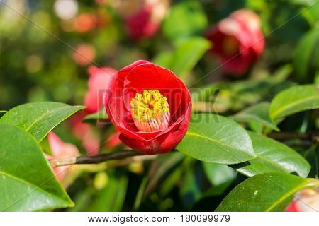 Close-up of red camellia in spring. Spring flowers