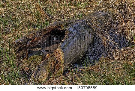 The rotten log lies on an old last year's grass and new green appearing separate sprouts
