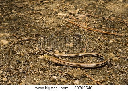 A Slender Glass Lizard foraging on the ground