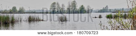 Peatland In Spring