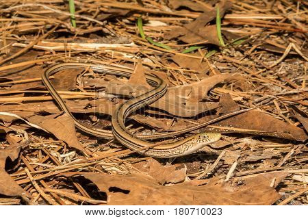 A Slender Glass Lizard foraging on the ground