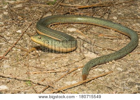 An Eastern Glass Lizard in the wild