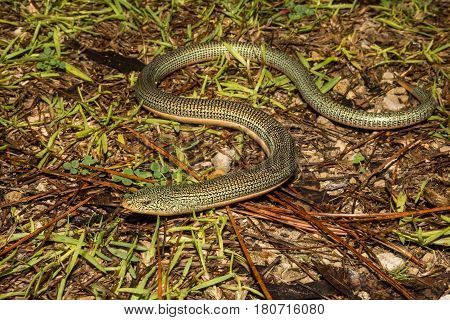 An Eastern Glass Lizard in the wild