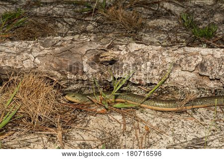 An Eastern Glass Lizard crawling out from a log